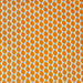 orange citrus fruit in close up on white background