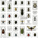 Art Journal - Bugs in Multi